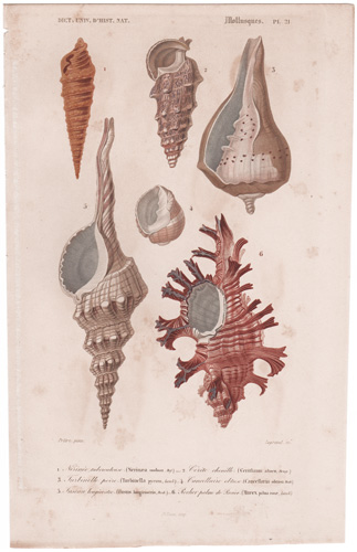 various mollusks, seashells, shells, etc.